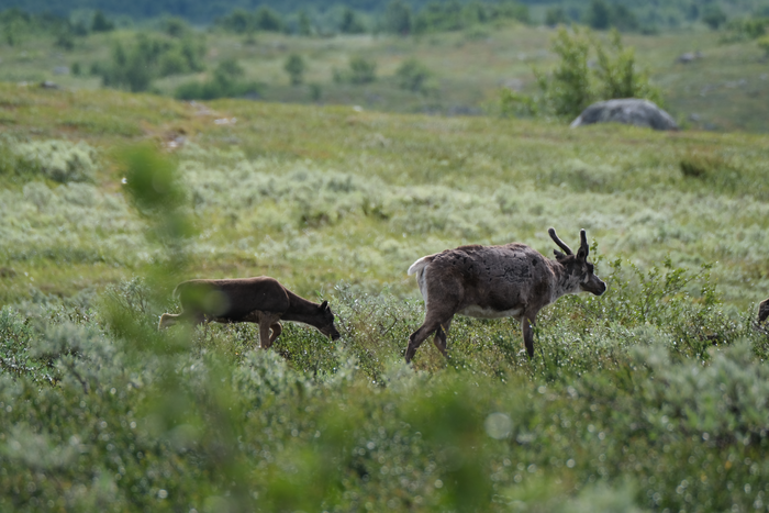 Female reindeer and her calf in their summer grazing grounds in Vindelfjällen, Lapland, Sweden. Photo: Marianne Stoessel/Stockholm University.
