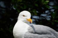 Herring Gull (2 of 3)