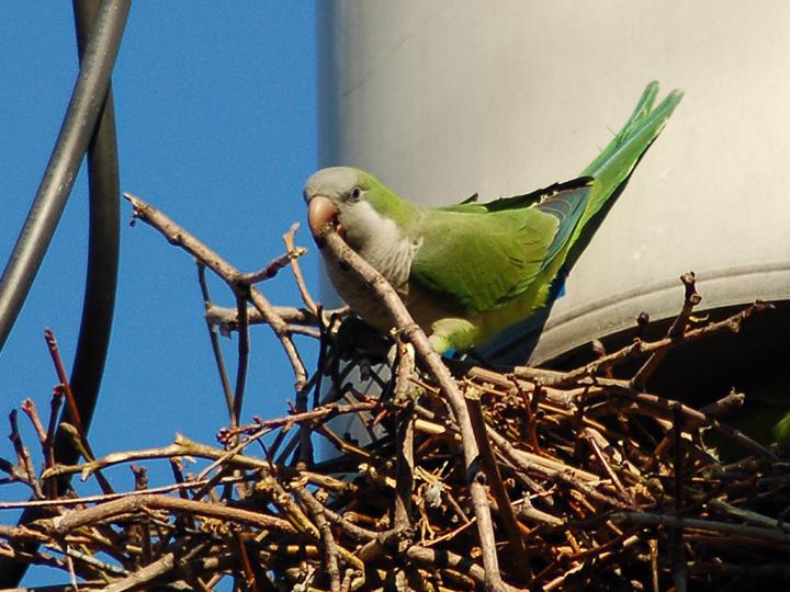 Pesky Parrot