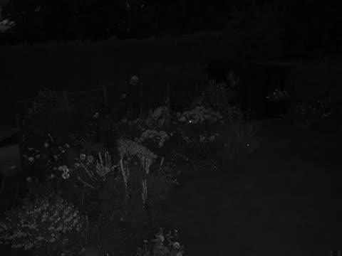 Video showing the movement of tagged bees in a garden, as detected by the monochrome Raspberry Pi camera_Video by Michael Smith