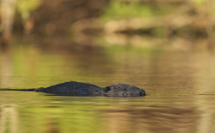 Beaver swimming.