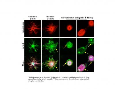 Assembly of Lamin B Containing Spindle Matrix