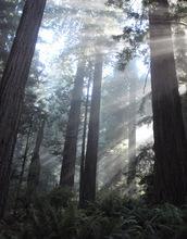 The Redwood Forests