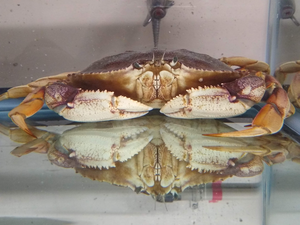 Dungeness crab