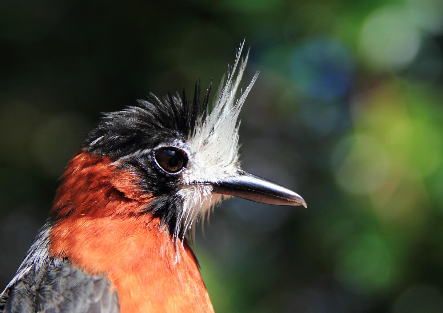 White-plumed Antbird