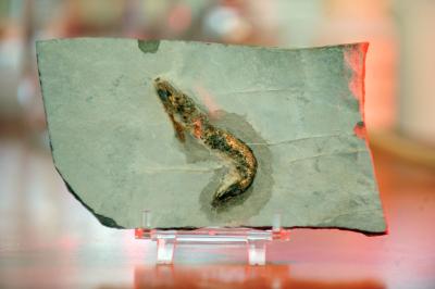 Fossil Shrimp Discovery