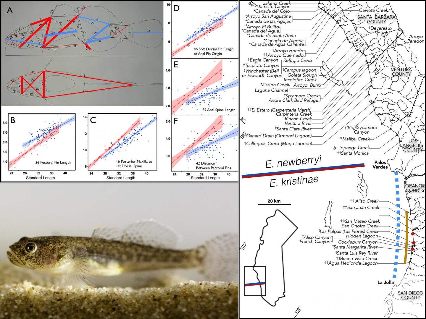 Morphological Analysis Suggests Endangered Goby Is New Species