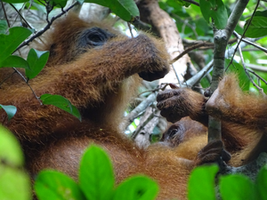 Sumatran orangutan