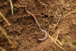 Examining the impact of bio-based fibres on earthworms