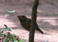 Female Manakin