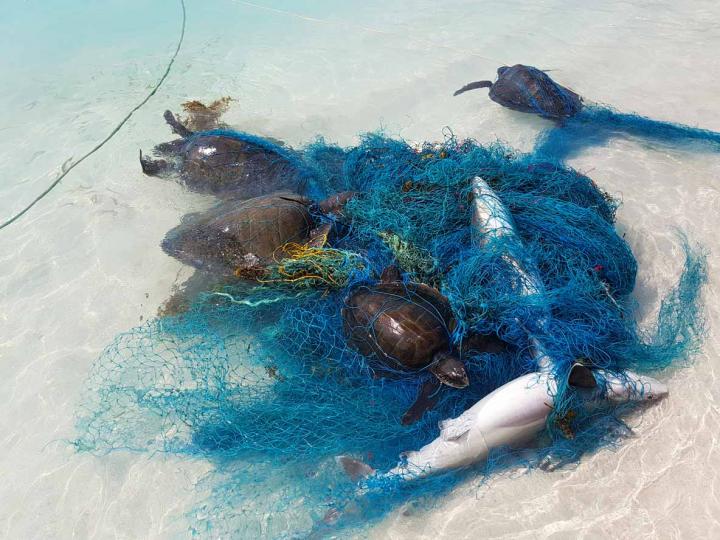 Entanglement in Ghost Fishing [IMAGE]