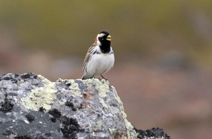 Lapland Longspur