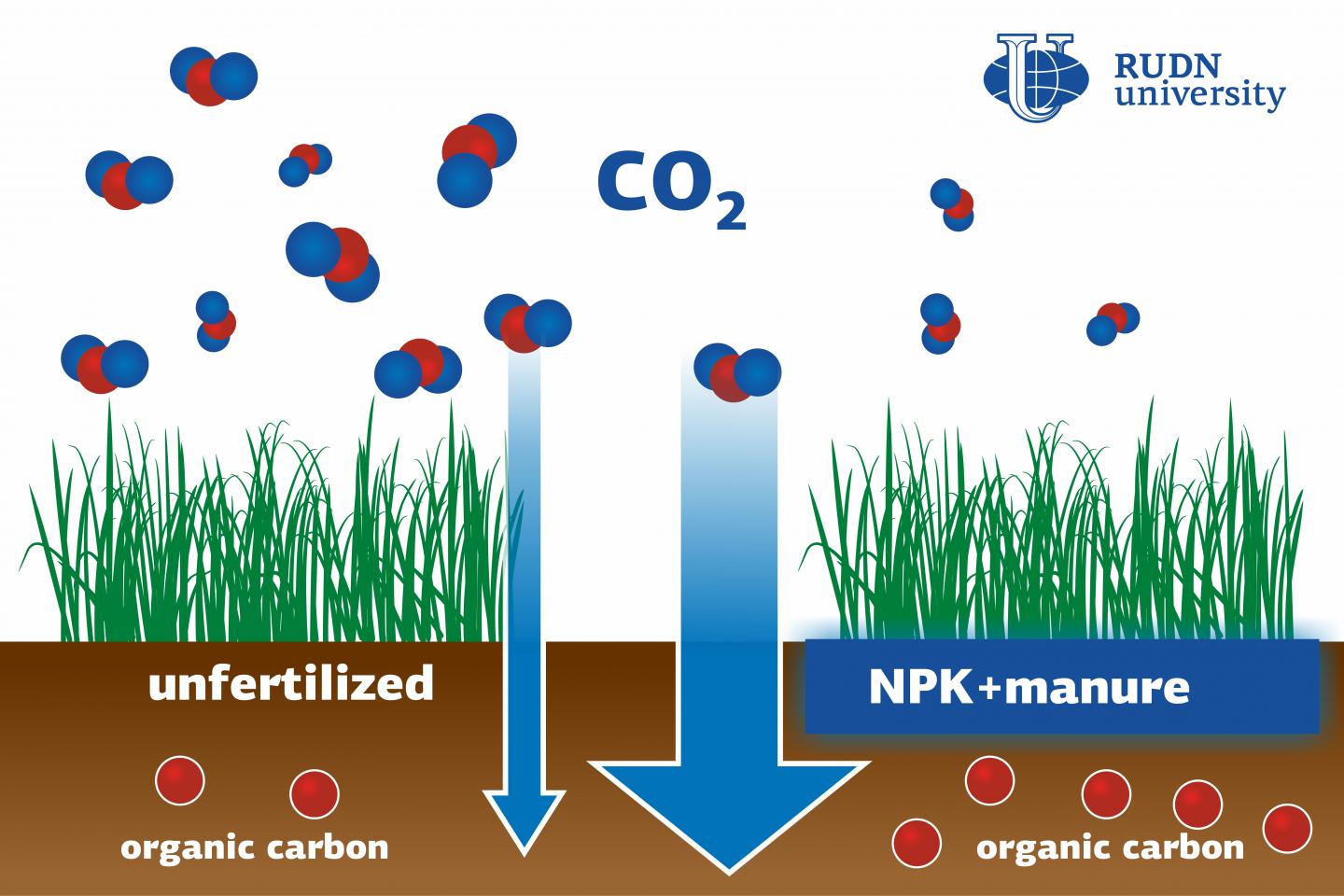 Fertilization of Rice Paddies Can Help Reduce the Greenhouse Effect, Says a Soil Scientist from RUDN University