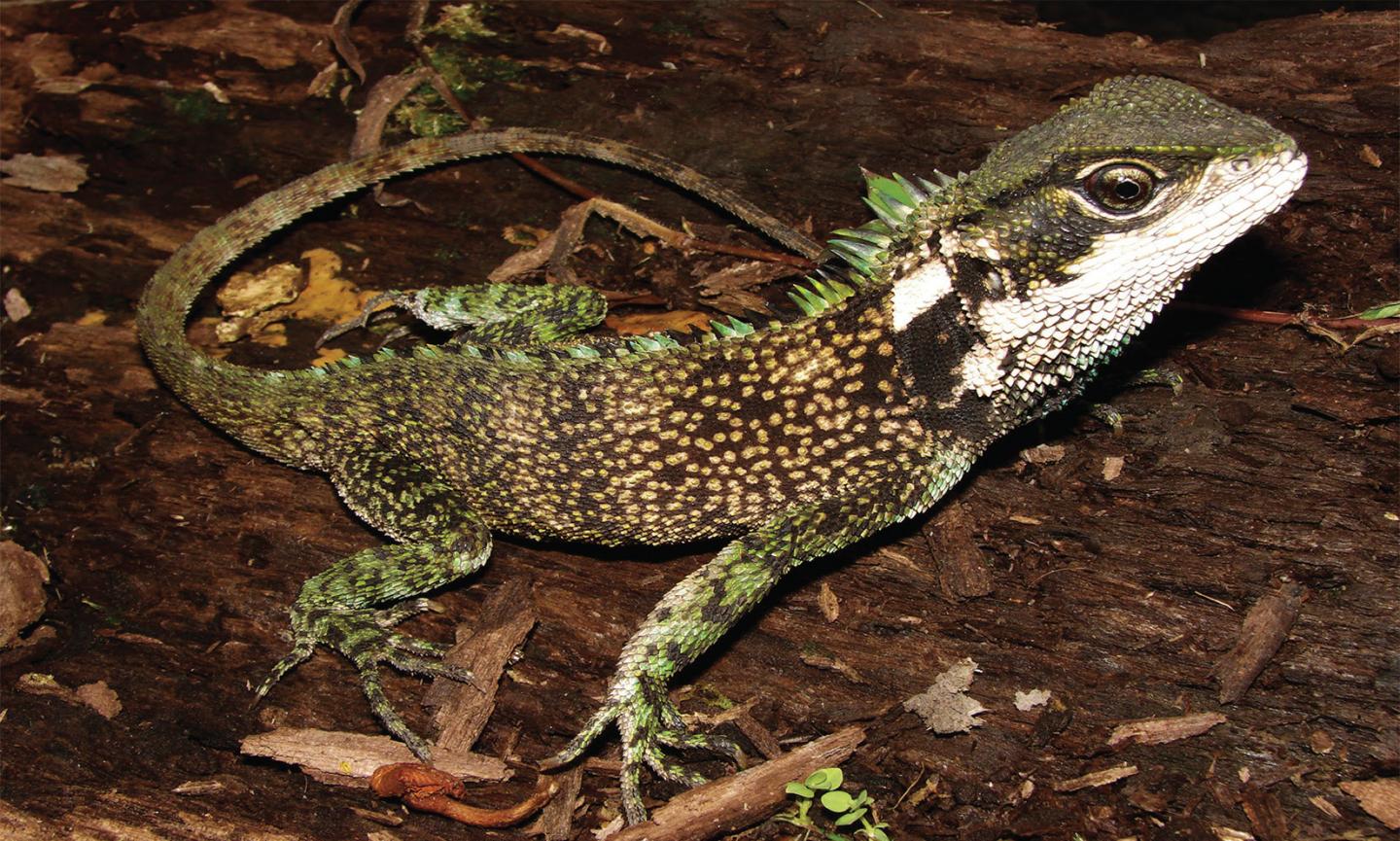 Dwarf dragons discovered in the Andes of Peru | EurekAlert!