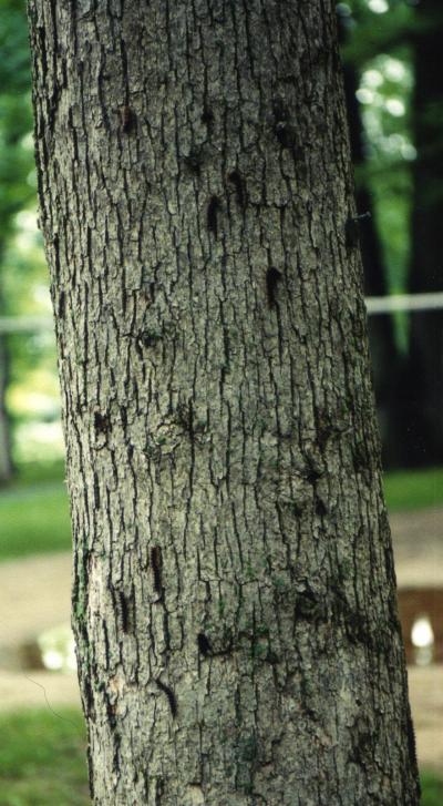 Virus Gene Leads Moths to Tree-Top Doom (5 of 9)