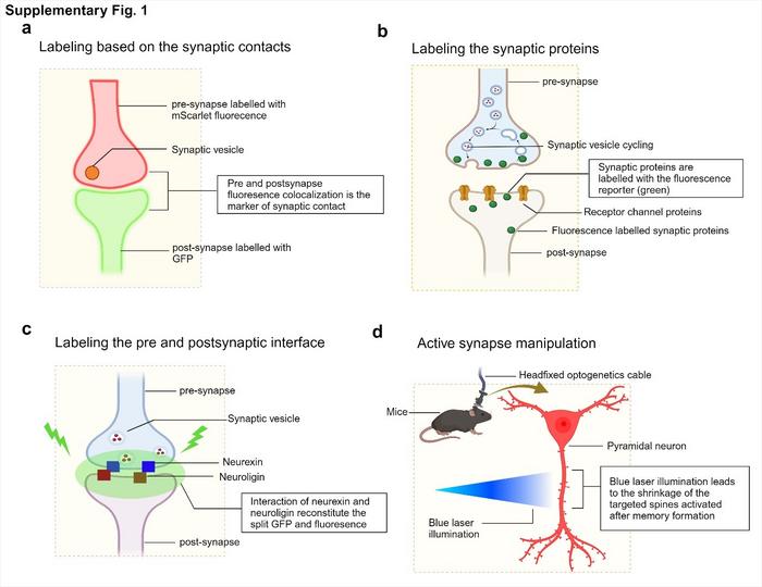 Figure 1. Overview of strategies for synaptic labelling, monitoring, and manipulation