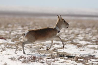 Mongolian Gazelle