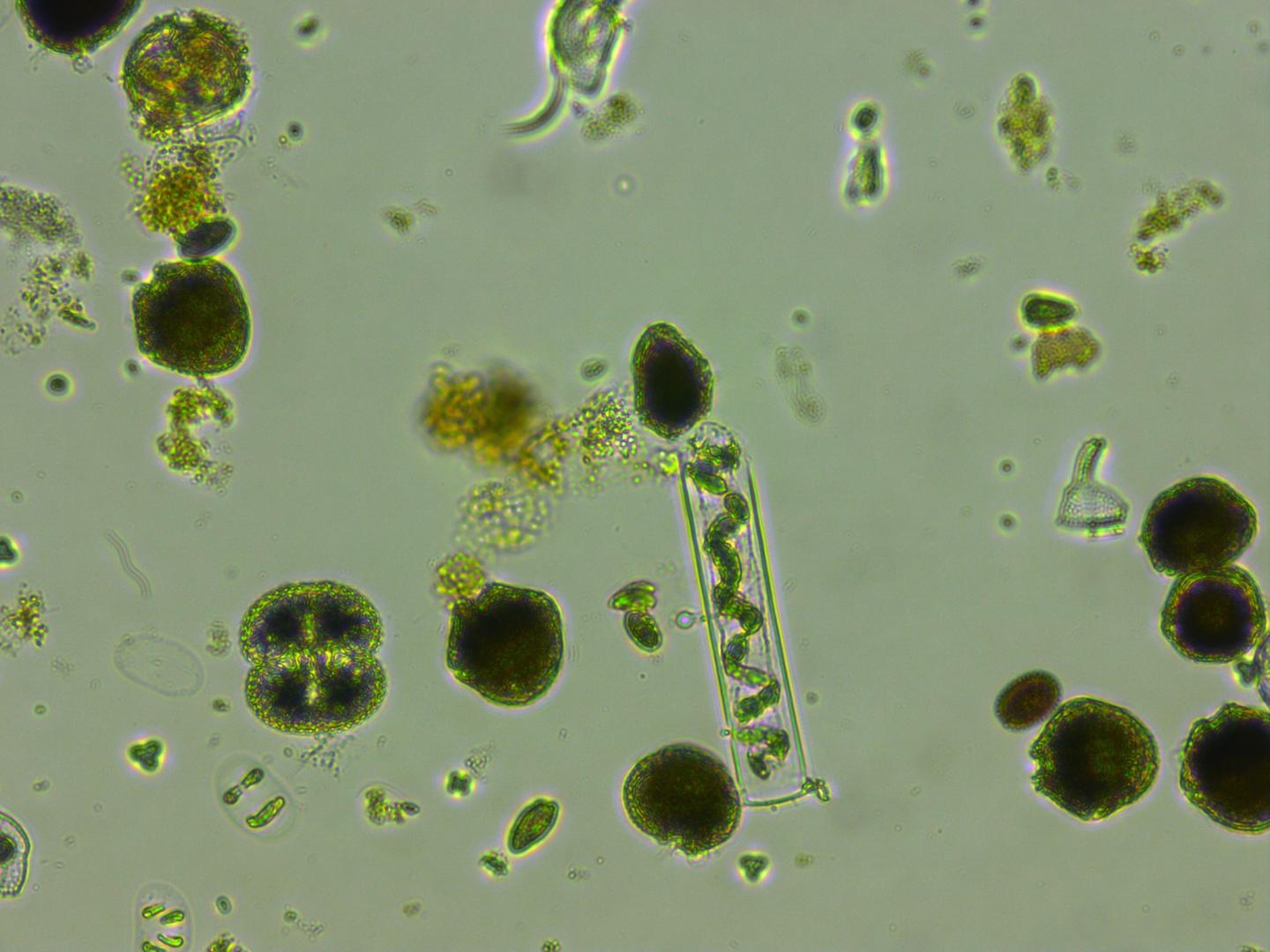 phytoplankton