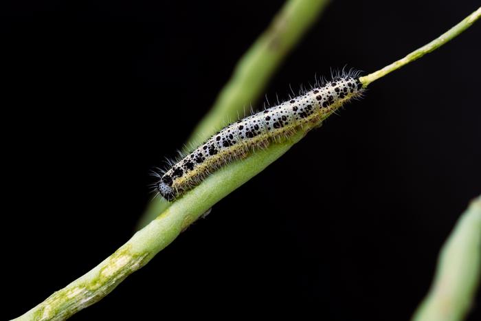 Cabbage white caterpillar