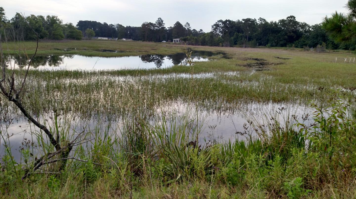 The RCV-Z2 index site near the Alapaha River in Georgia