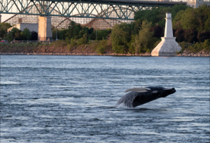 Humpback whale in Montreal
