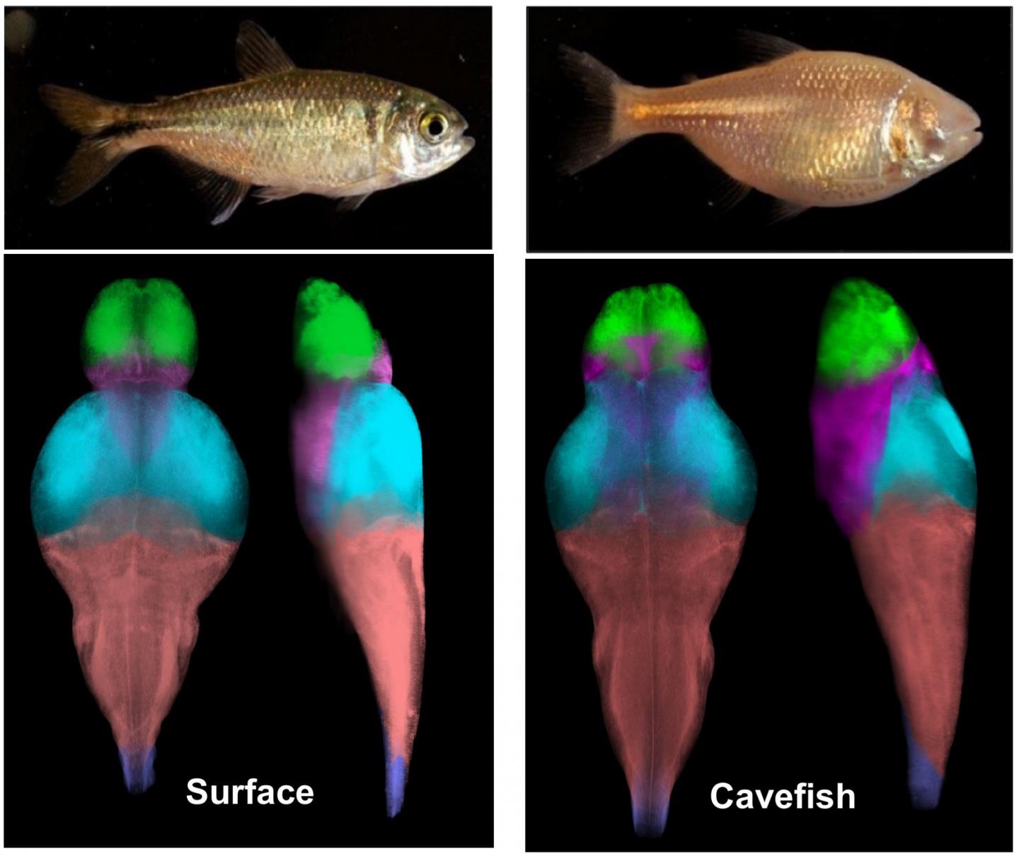 Mapping Cavefish Brains