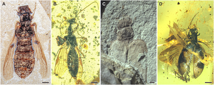 Representative taxa of Alienopteridae and Umenocoleidae