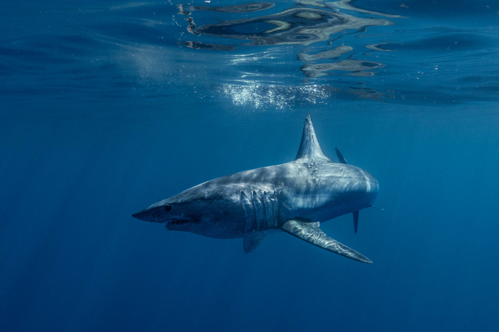 Shortfin mako shark by Simon Hilbourne
