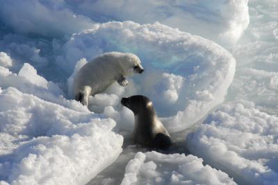 Harp Seal with Cub