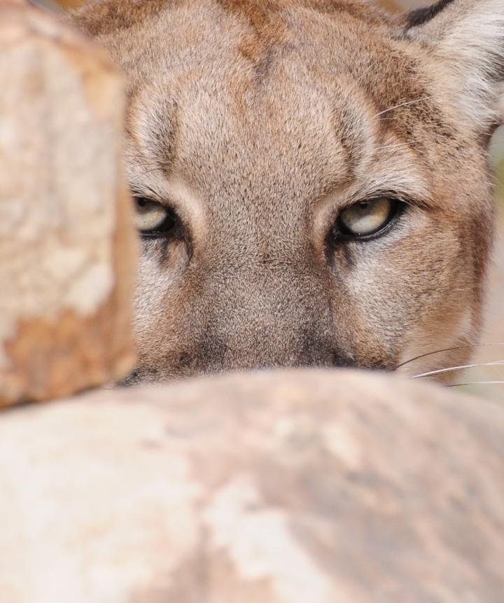 Cheetahs and Pumas Strike a Balance to Hunt ( EurekAlert!