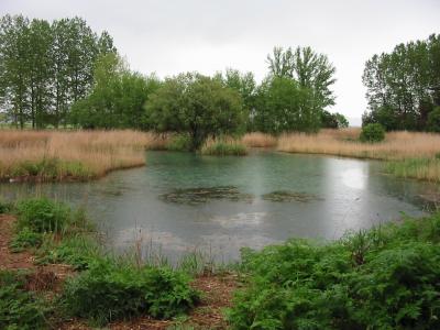 Restored Wetland in Spain
