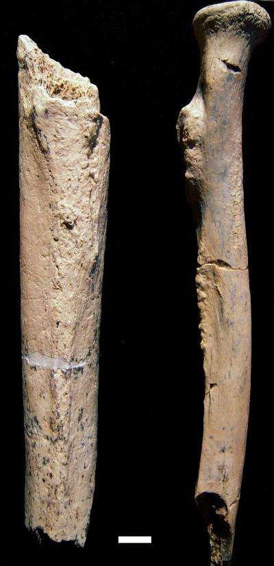 Bones Give Clues to Locomotive, Tree-Climbing Behavior of Archaic Hominin