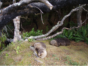 New Zealand sea lion babes in the woods