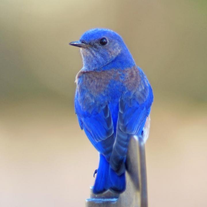 A Western Bluebird (1 of 2)