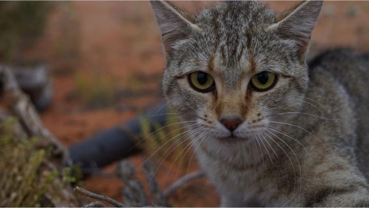 Feral Cats Now Cover Over 99.8% of Australia