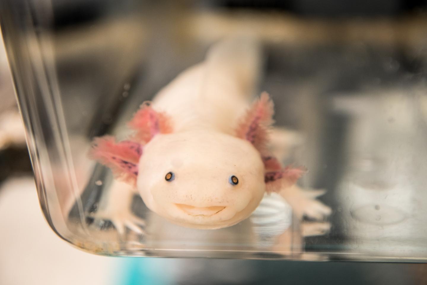 Axolotl, or Mexican Salamander
