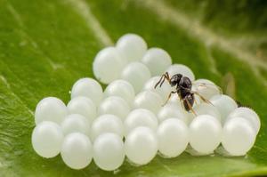 The Samurai wasp sets to work parasitizing the eggs of the brown marmorated stink bug