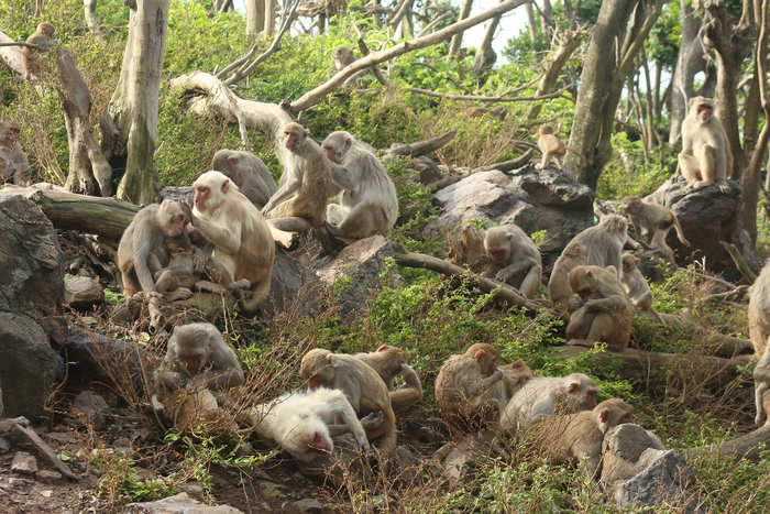 Macaques grooming each other