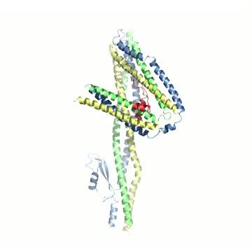 Crystal Structure of Fungal Channel Nucleoporin Complex