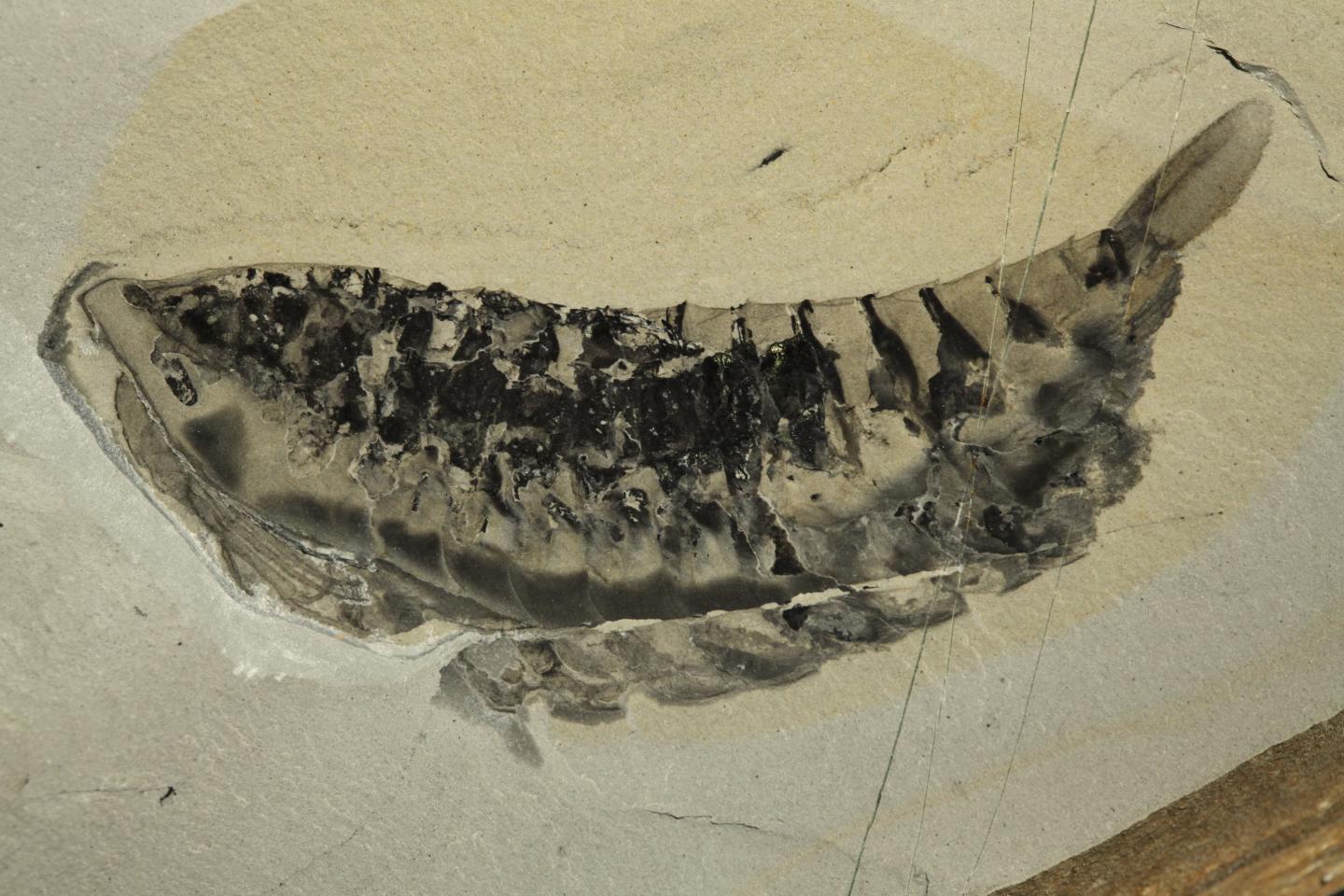 <i>Yawunik kootenayi</i> Holotype