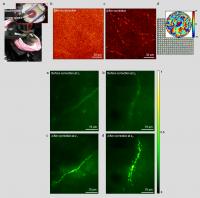 [Figure 3] Images of the Mouse Brain Obtained Using Reflection-Matrix Microscopy