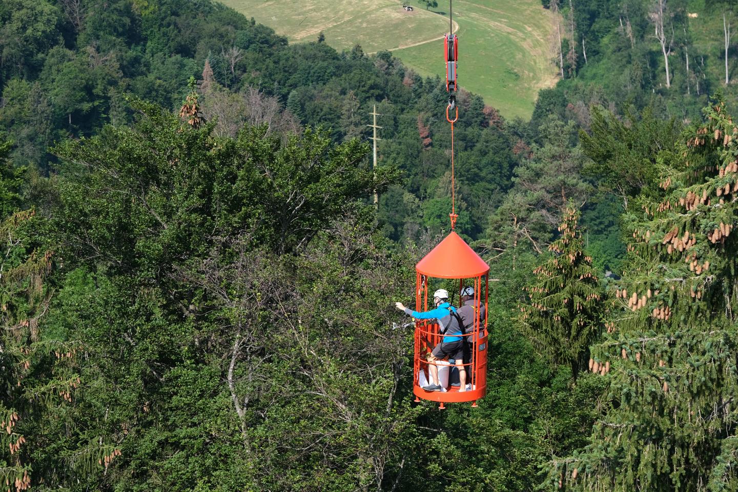 Large-Scale Forest Experiment