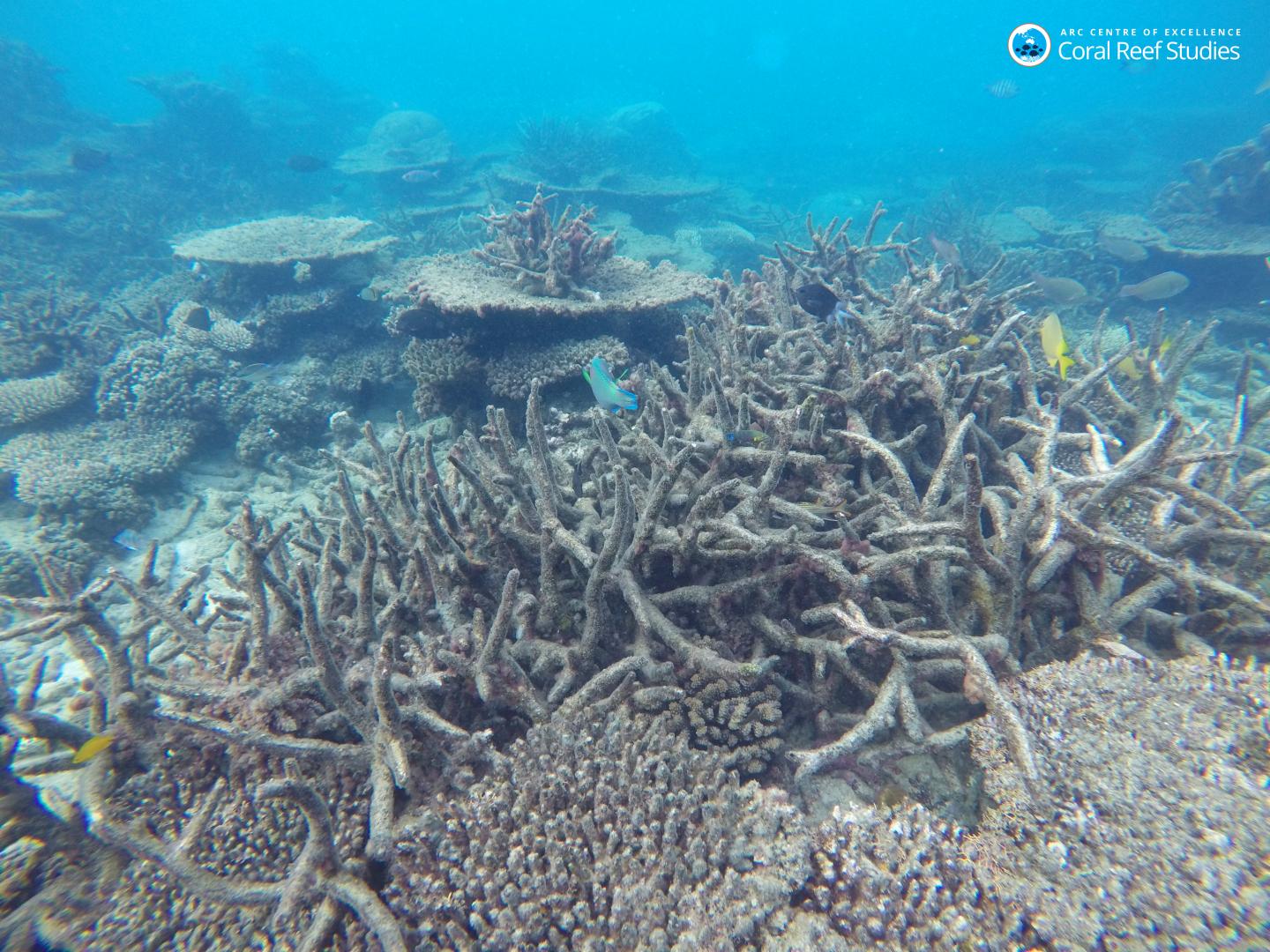 Dead Staghorn Coral
