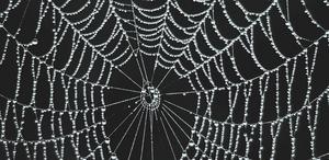 Jiangtao Cheng receives international funding to study spiderwebs as biosensors