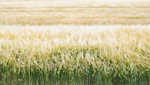 sugar cane fields