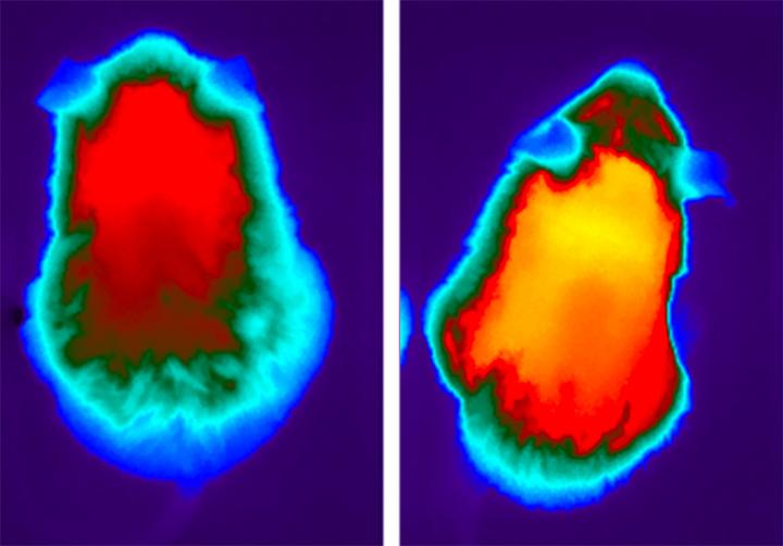 Dietary Fat and a Natural Hormone Can Relieve Metabolic Dysfunction in Mice