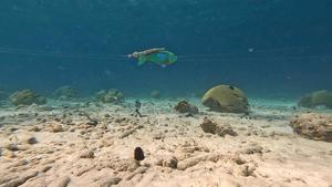 Models replicate a Trumpetfish using the bigger Parrotfish as motion camouflage