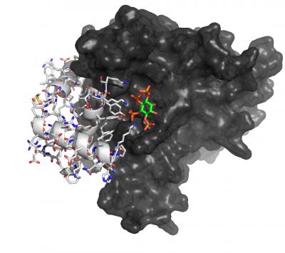 Illustration of Bio-Molecular Complex