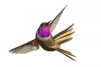 Male Inagua Lyretail