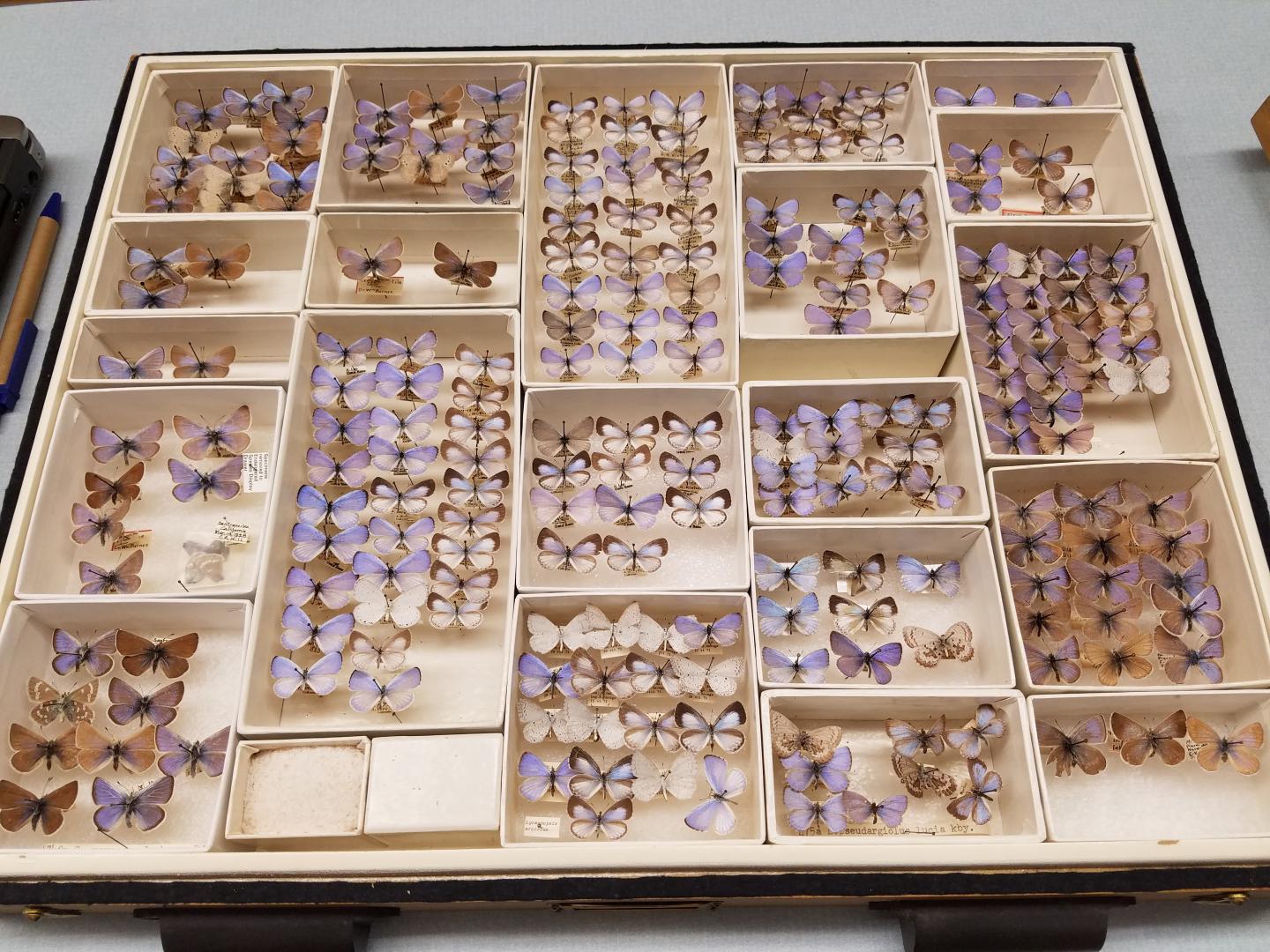 Drawer of butterflies